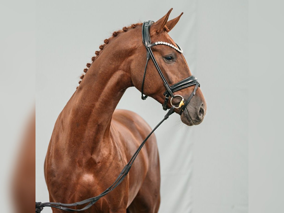 Westphalian Stallion 2 years Chestnut-Red in Münster-Handorf