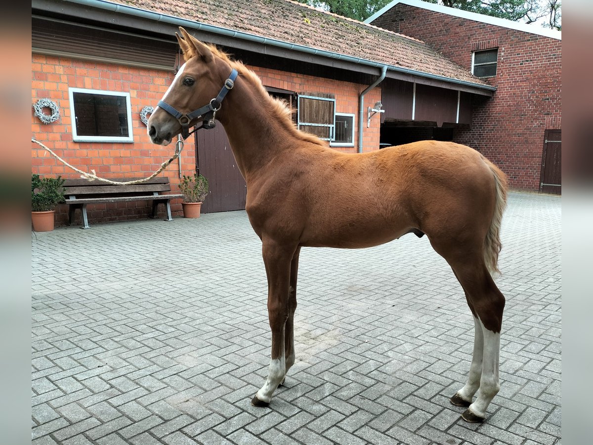 Westphalian Stallion 2 years Chestnut-Red in Reken