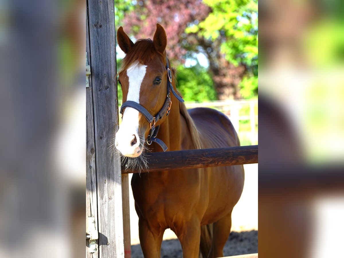 Westphalian Stallion 2 years Chestnut-Red in Wenden Westphalian Stallion 2 years Chestnut-Red in Wenden