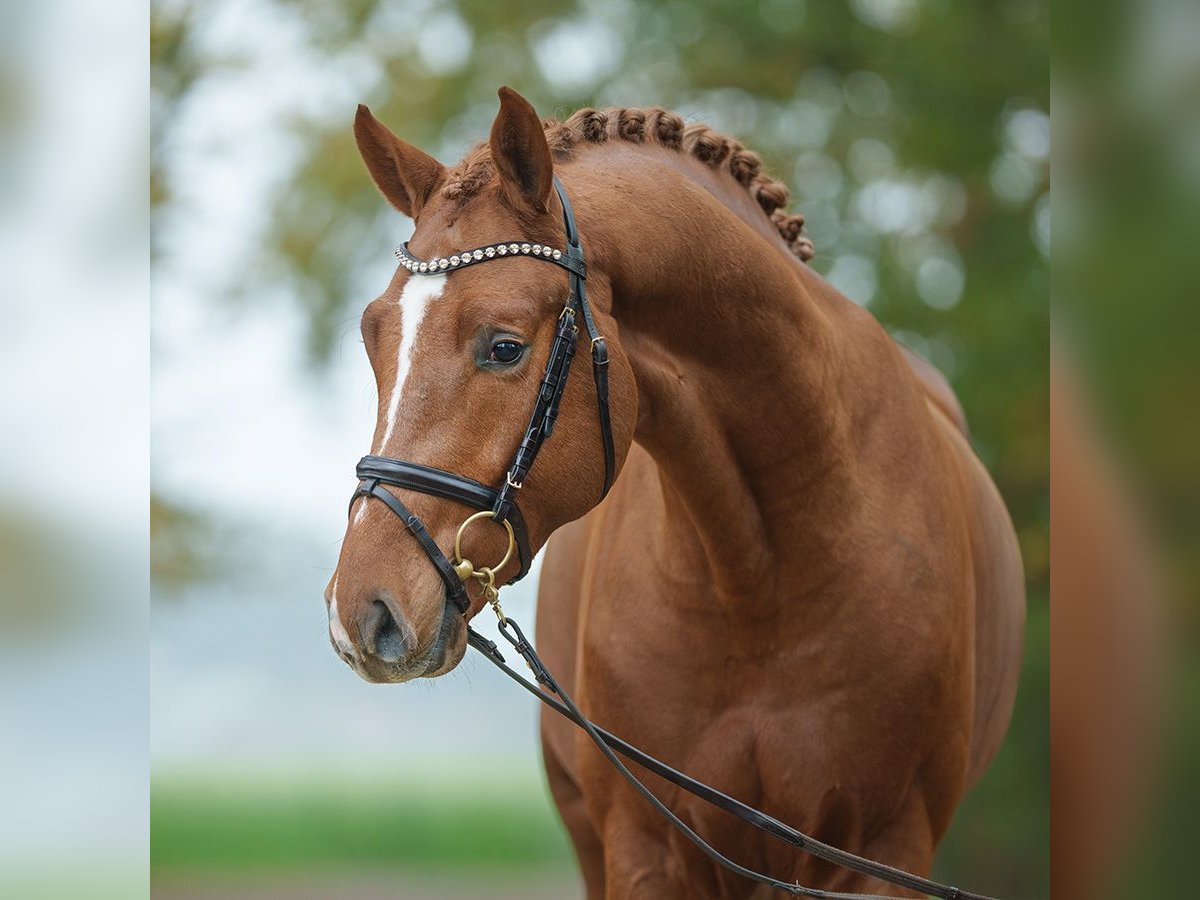 Westphalian Stallion 2 years Chestnut-Red in Rostock