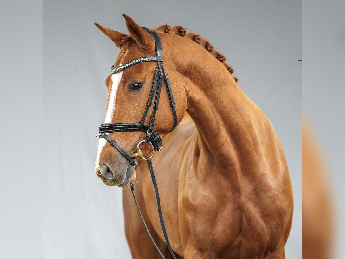 Westphalian Stallion 2 years Chestnut-Red in Münster-Handorf