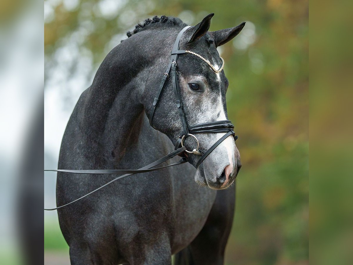 Westphalian Stallion 2 years Gray in Rostock