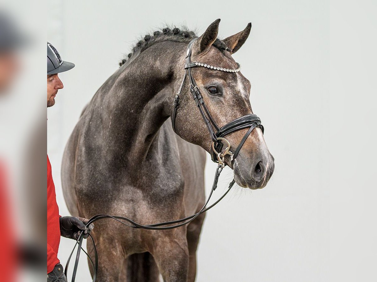 Westphalian Stallion 2 years Gray in Münster-Handorf