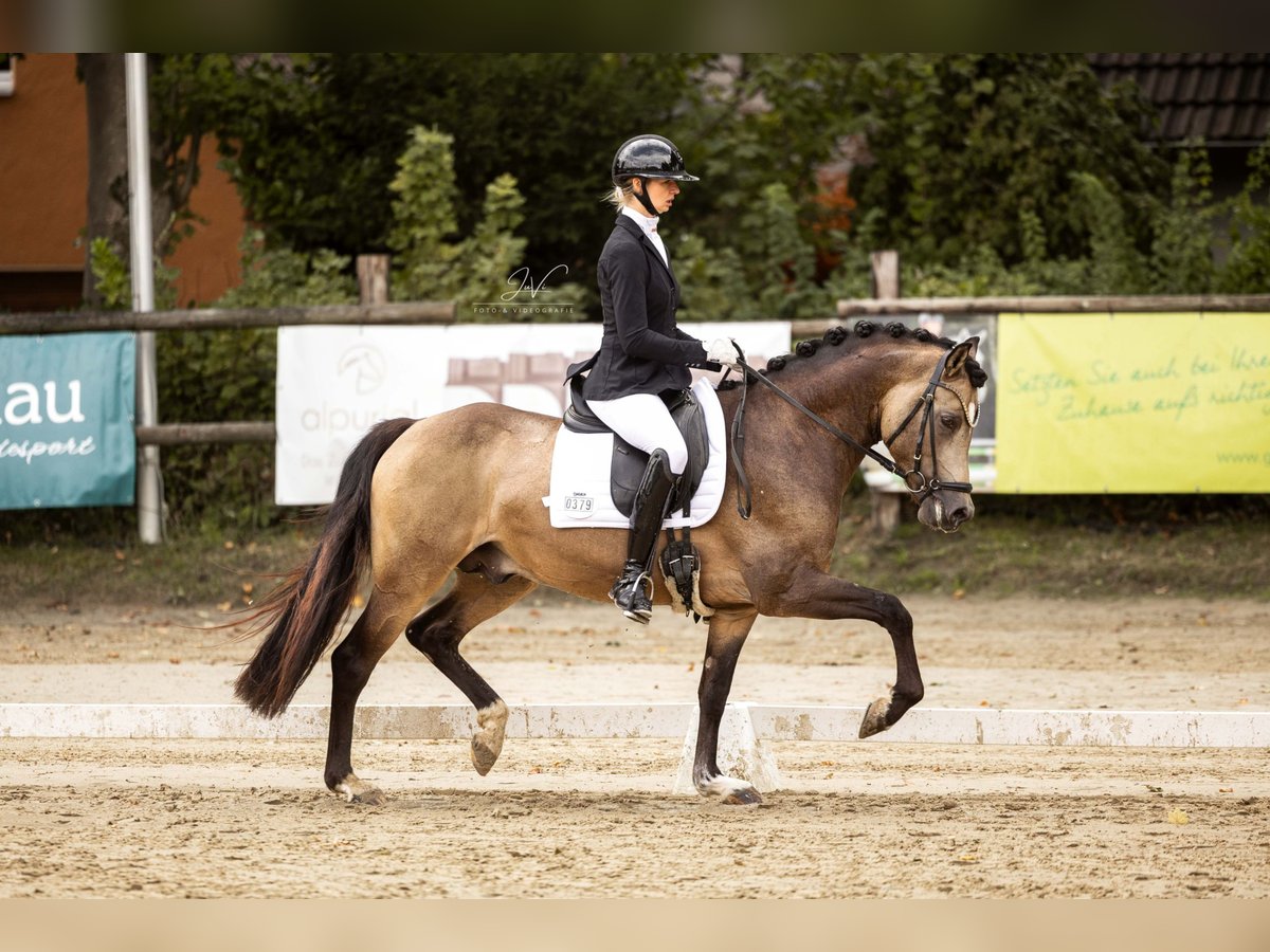 Westphalian Stallion 3 years 14,2 hh Buckskin in Ratingen