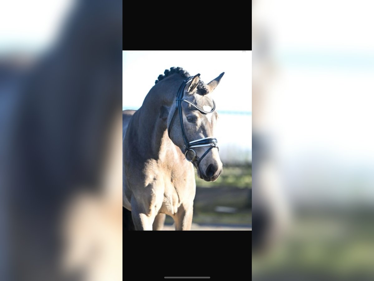 Westphalian Stallion 3 years 14,2 hh Buckskin in Ratingen