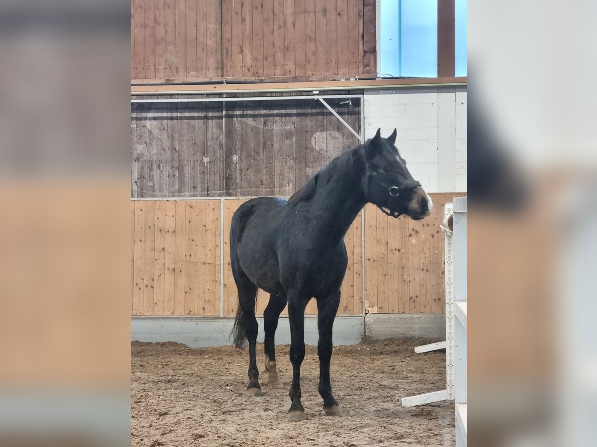 Westphalian Stallion 3 years 15,2 hh Can be white in Gescher