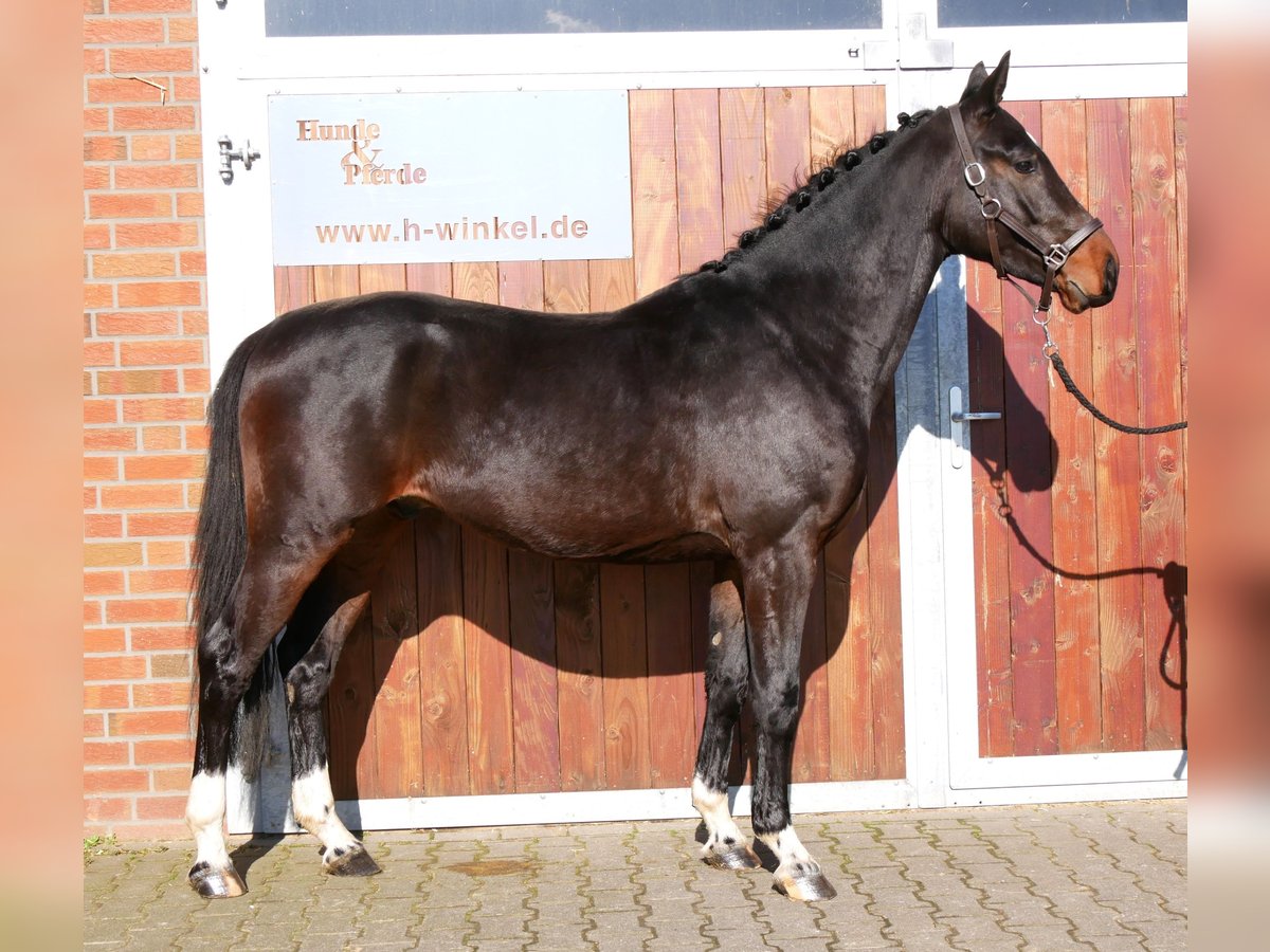 Westphalian Stallion 3 years 15,2 hh in Dorsten