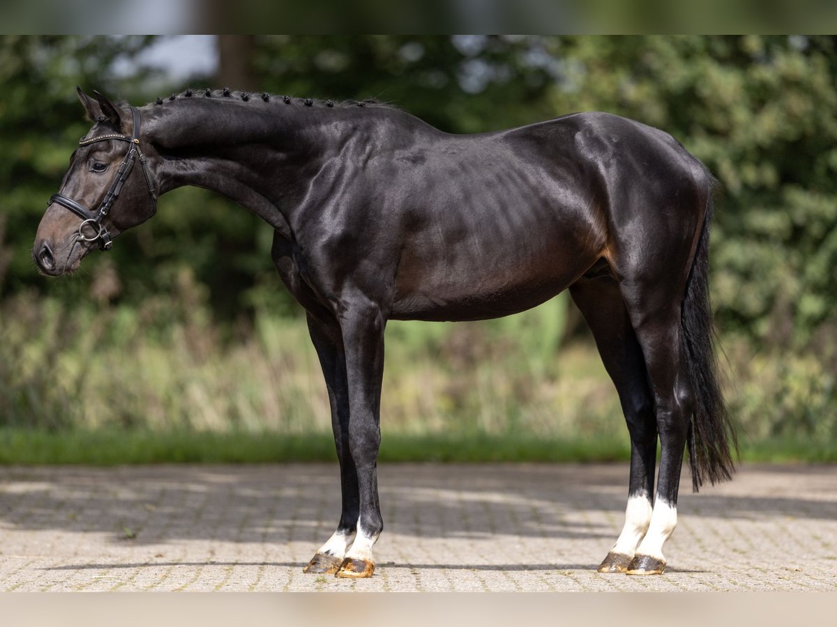 Westphalian Stallion 3 years 15,3 hh Brown in GROTE-BROGEL