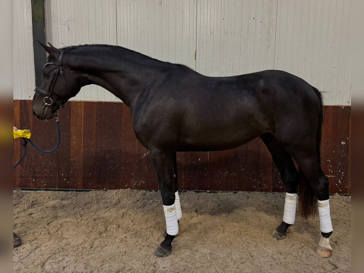 Westphalian Stallion 3 years 16,3 hh Bay in Gieten