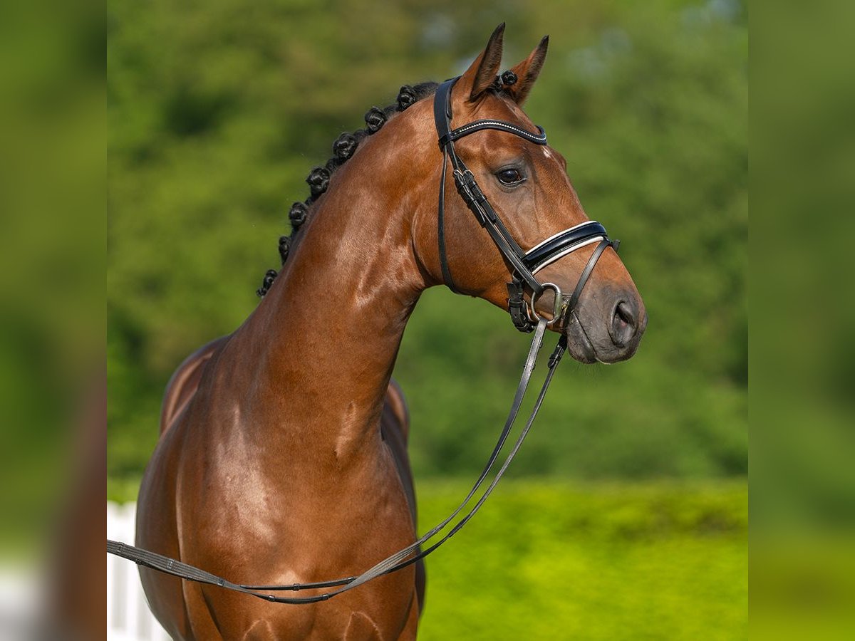 Westphalian Stallion 3 years 16 hh Brown in Münster-Handorf