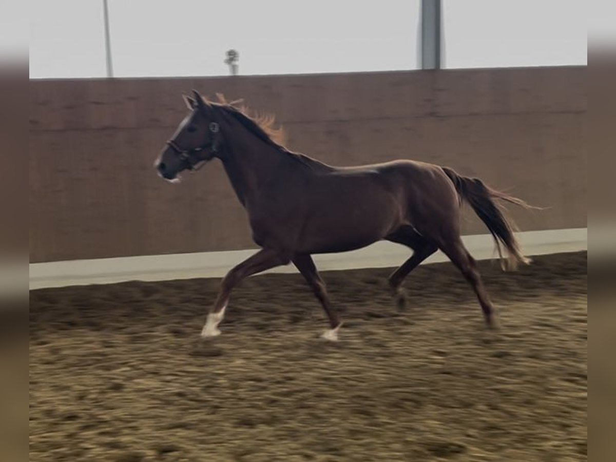 Westphalian Stallion 3 years 16 hh Chestnut-Red in Verl