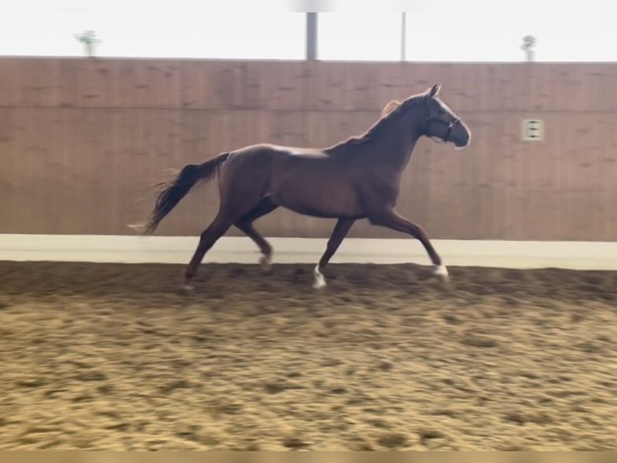 Westphalian Stallion 3 years 16 hh Chestnut-Red in Verl