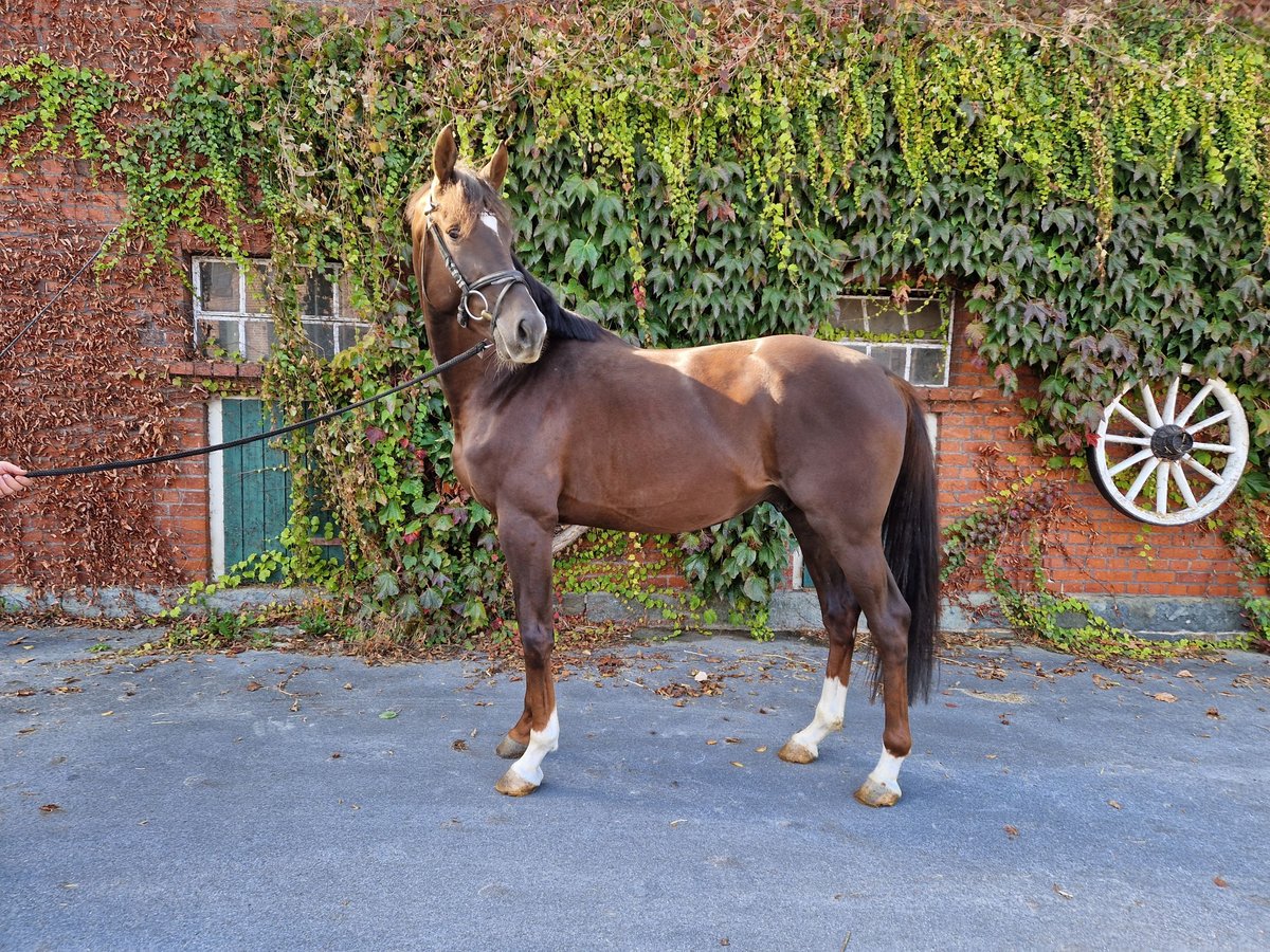 Westphalian Stallion 3 years 16,1 hh Chestnut in Rheda-Wiedenbr&#xFC;ck