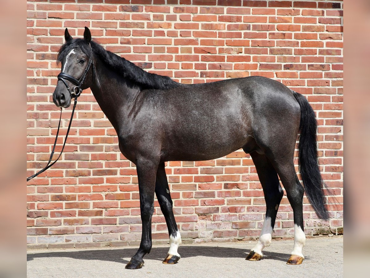 Westphalian Stallion 3 years 16,1 hh Gray in Rhede