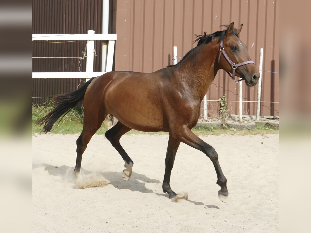 Westphalian Stallion 4 years 16,1 hh Brown in Borgentreich