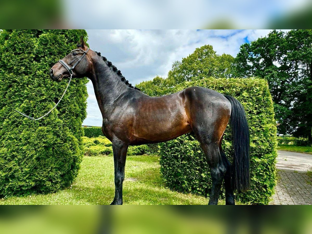 Westphalian Stallion 4 years 16,2 hh Bay-Dark in KRAJENKA