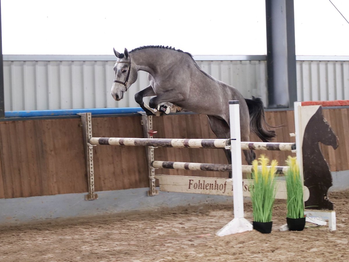 Westphalian Stallion 4 years 16,2 hh Gray-Dapple in Dohren