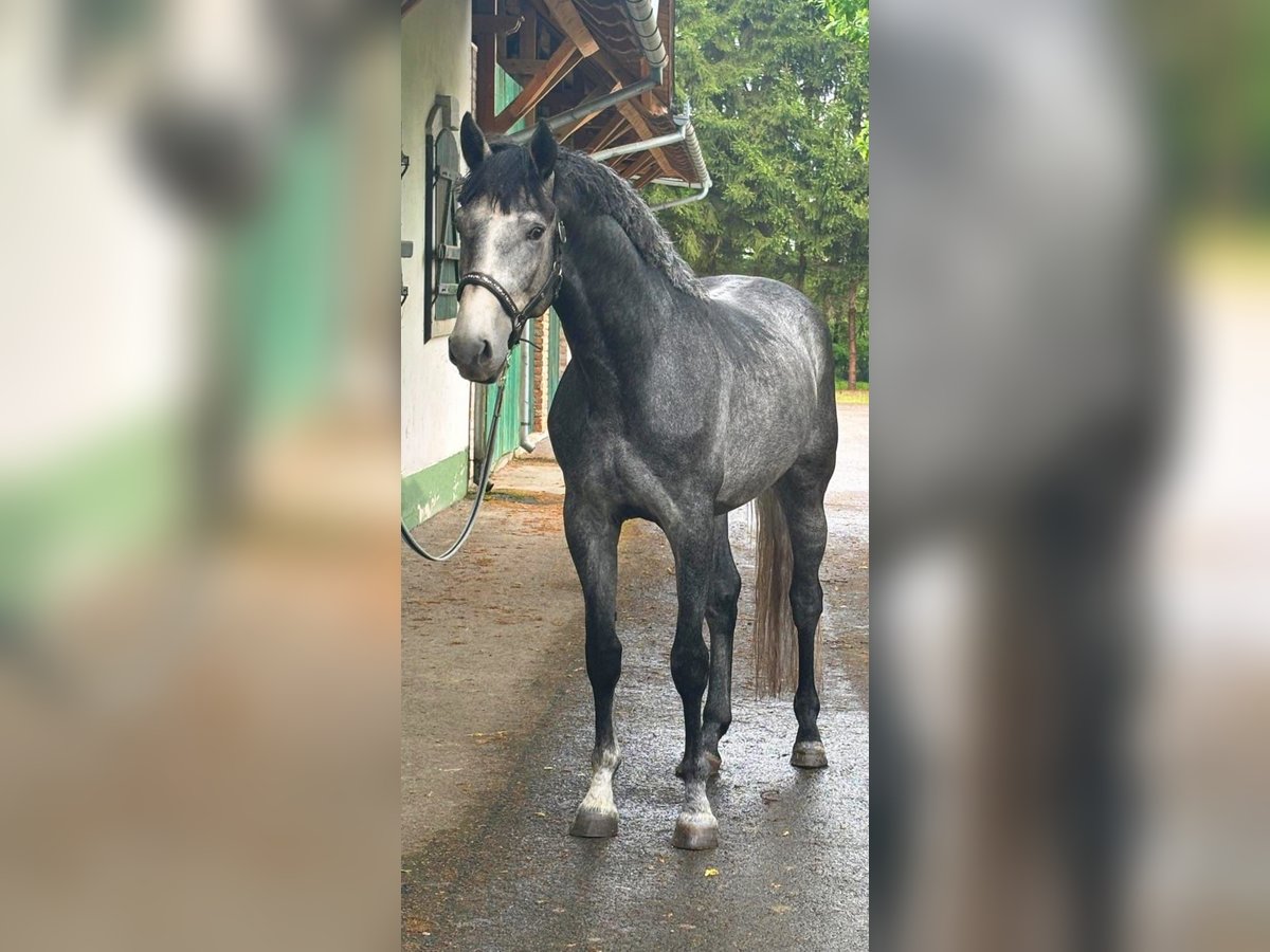Westphalian Stallion 4 years 16,2 hh Gray in Murska Soboda