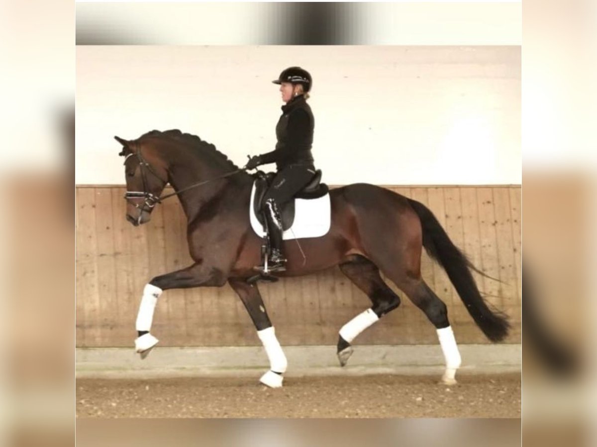 Westphalian Stallion 4 years 17,1 hh Bay-Dark in Dorsten