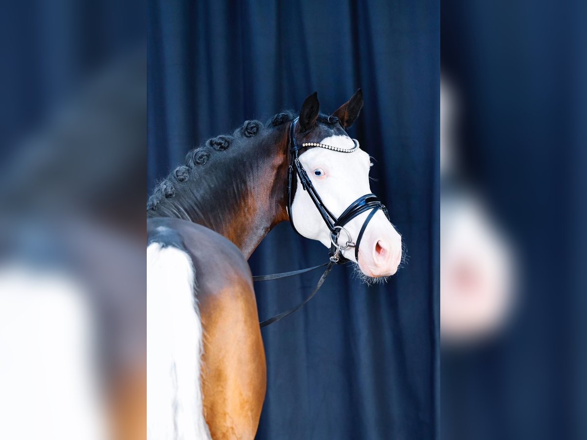 Westphalian Stallion 5 years 14,2 hh Pinto in Altenstadt