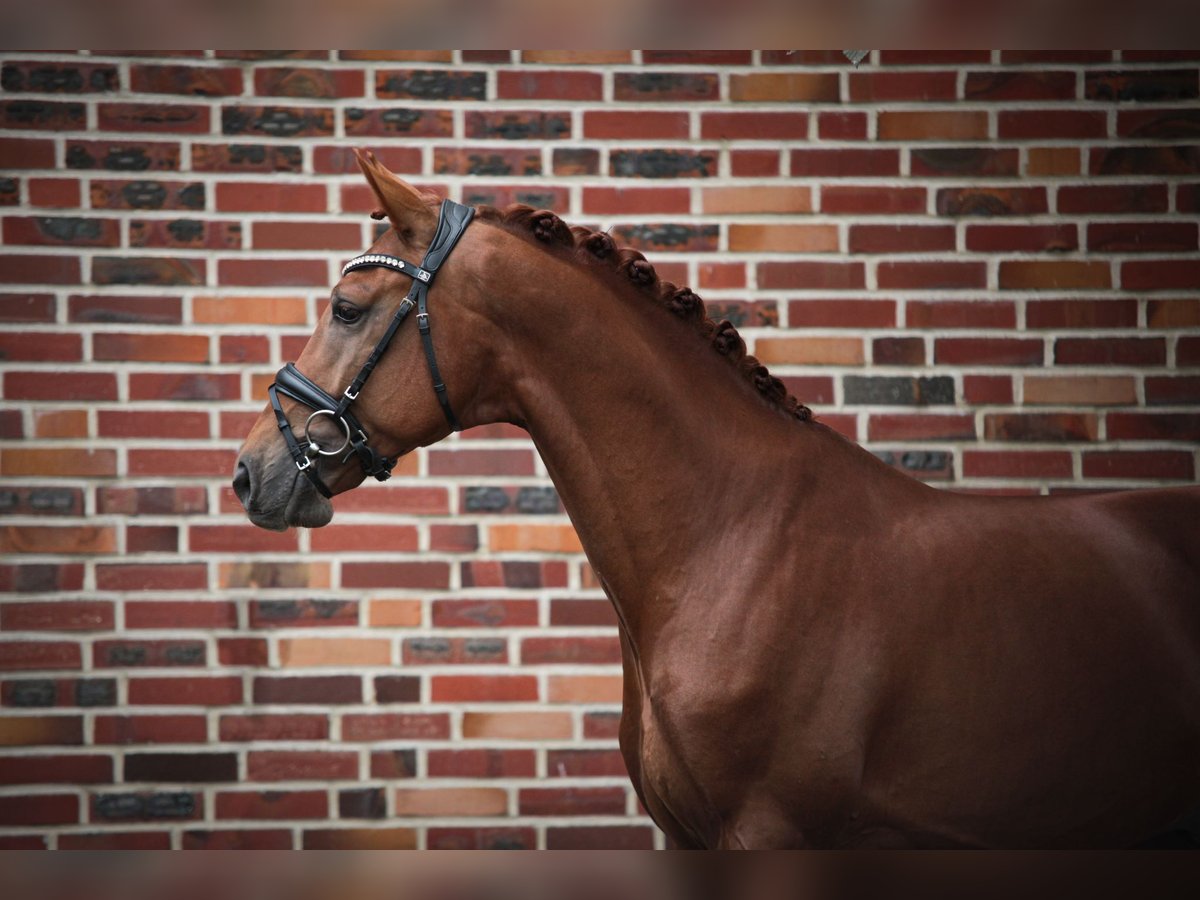 Westphalian Stallion 5 years 16,1 hh Chestnut-Red in Rhede