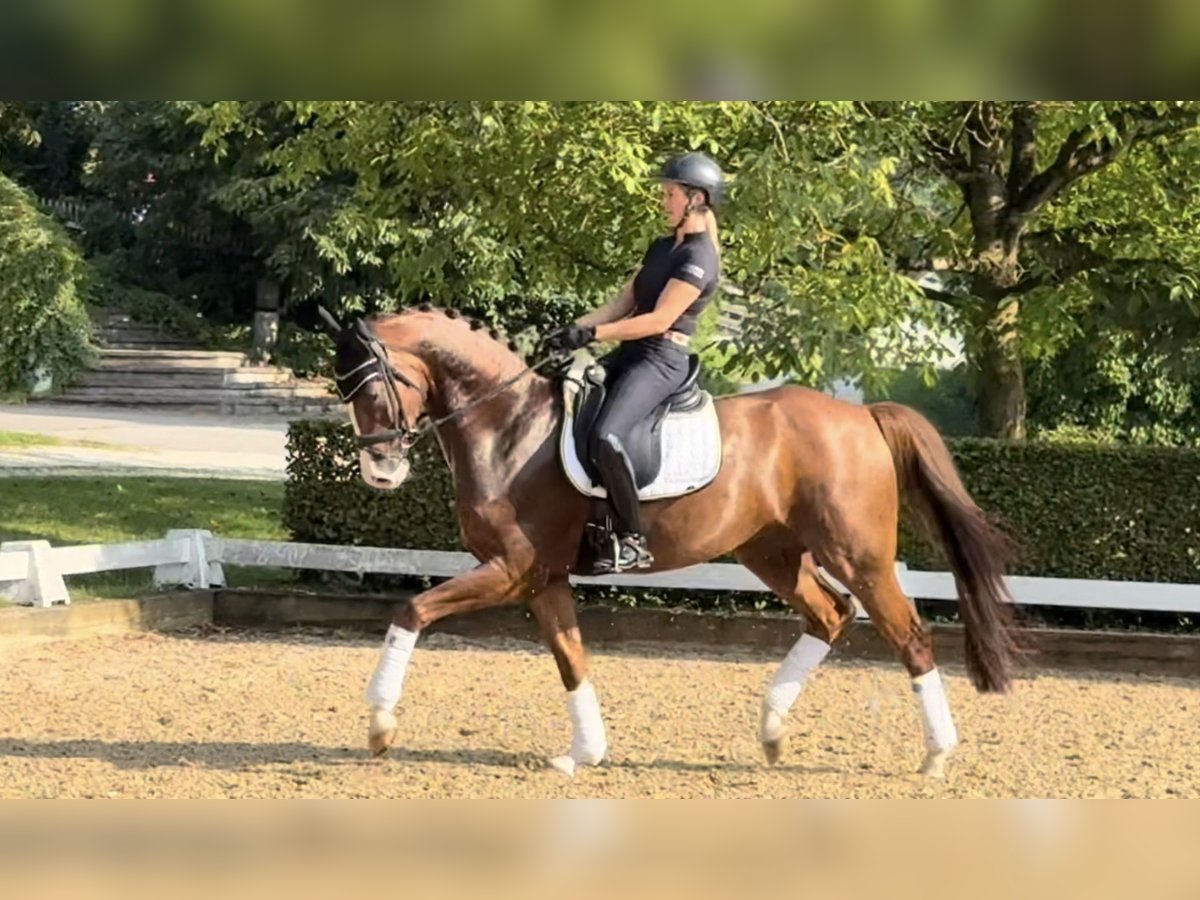 Westphalian Stallion 5 years 16,1 hh Chestnut in Rottenburg an der Laaber