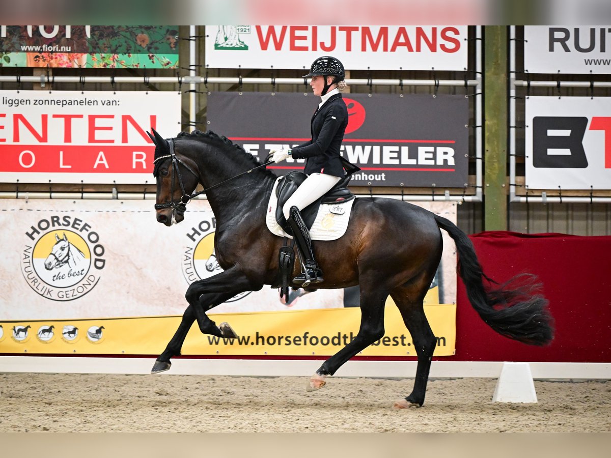 Westphalian Stallion 5 years 16,2 hh Smoky-Black in Aalsmeer