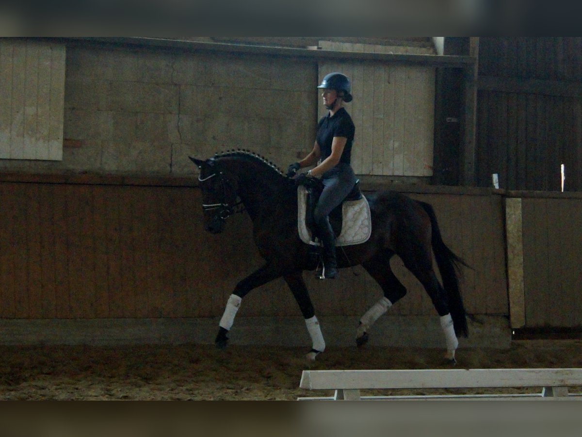 Westphalian Stallion 6 years 15,2 hh Brown in Iserlohn