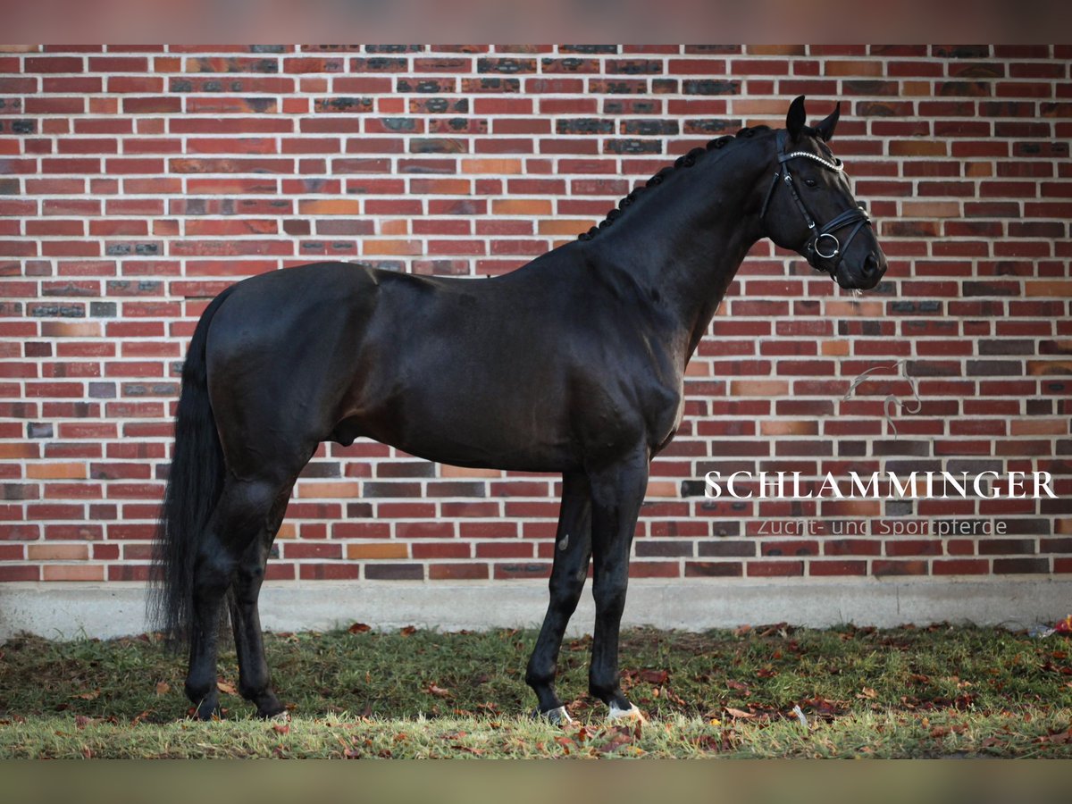 Westphalian Stallion 6 years 16,1 hh Black in Rhede