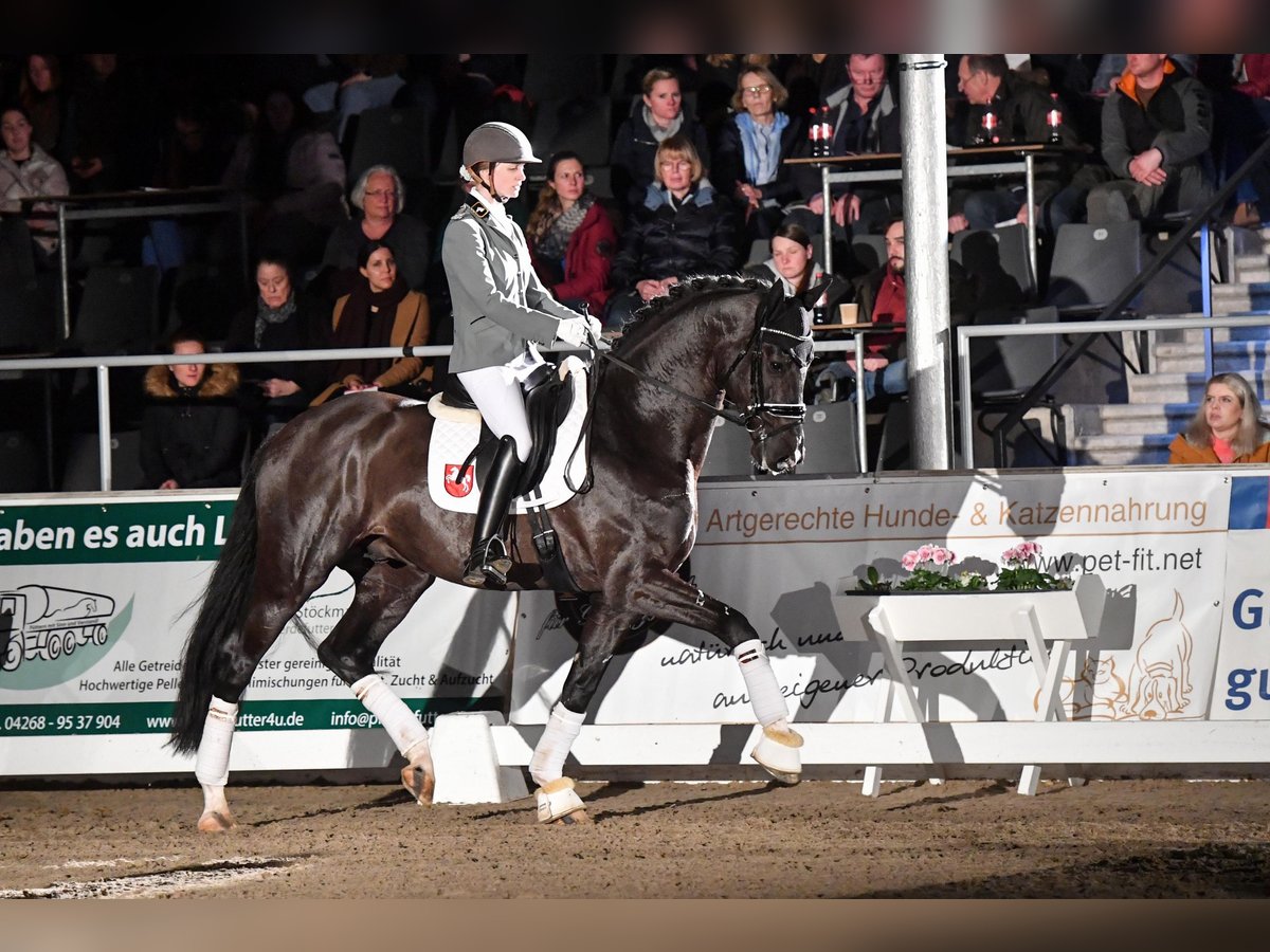 Westphalian Stallion in Adelheidsdorf