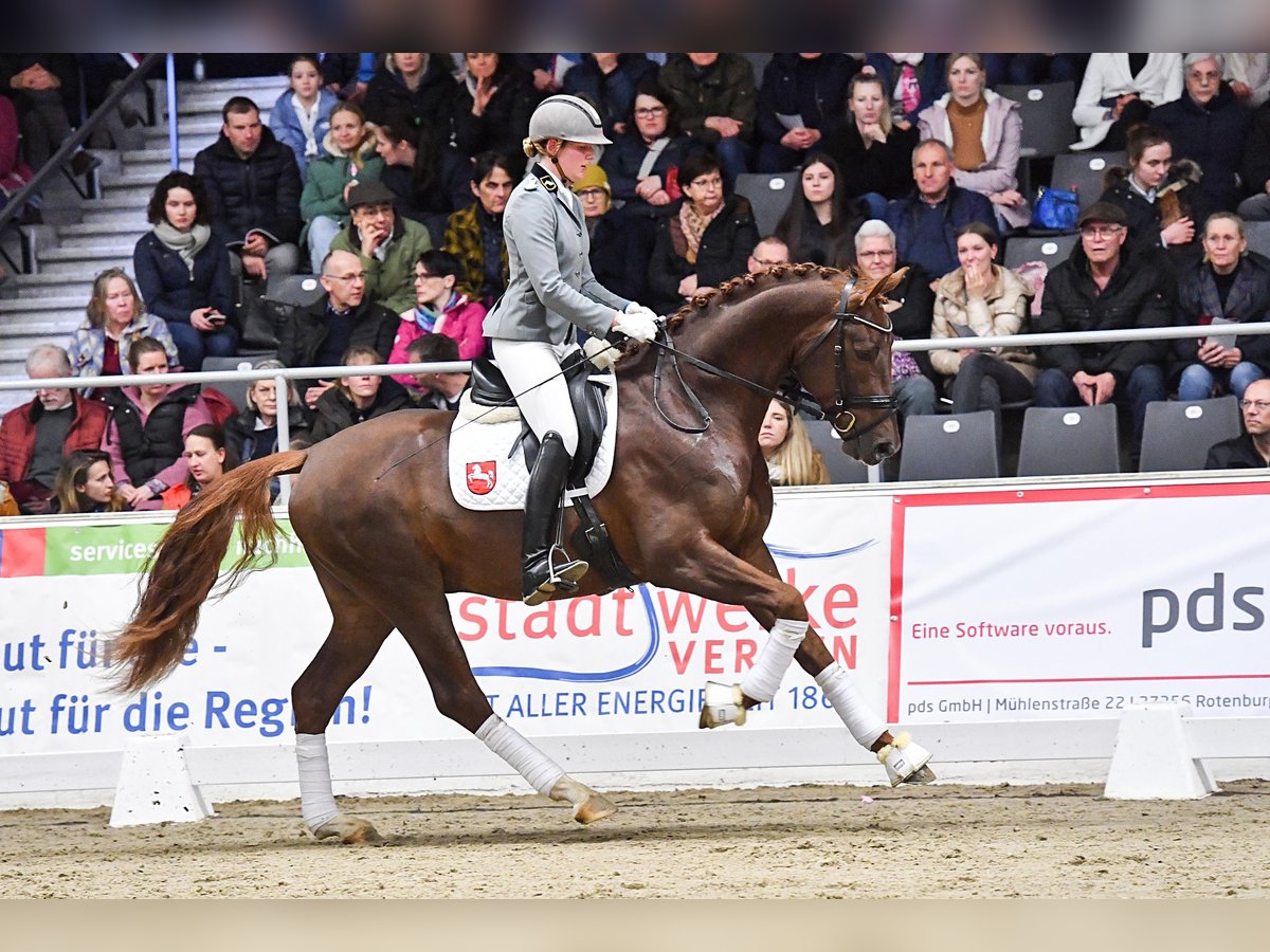 Westphalian Stallion in Adelheidsdorf