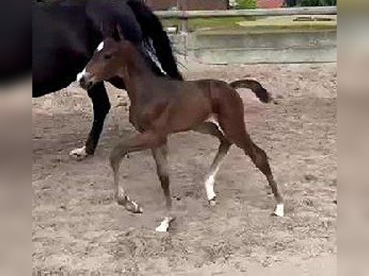 Westphalian Stallion Foal (06/2024) 16,2 hh Bay-Dark in Telgte