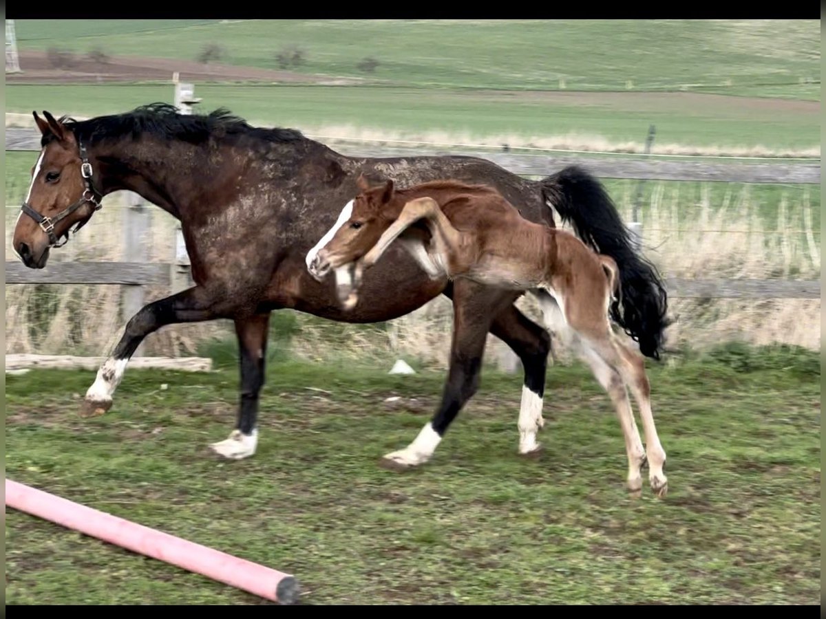 Westphalian Stallion Foal (03/2024) 16,2 hh Sorrel in Emmerthal
