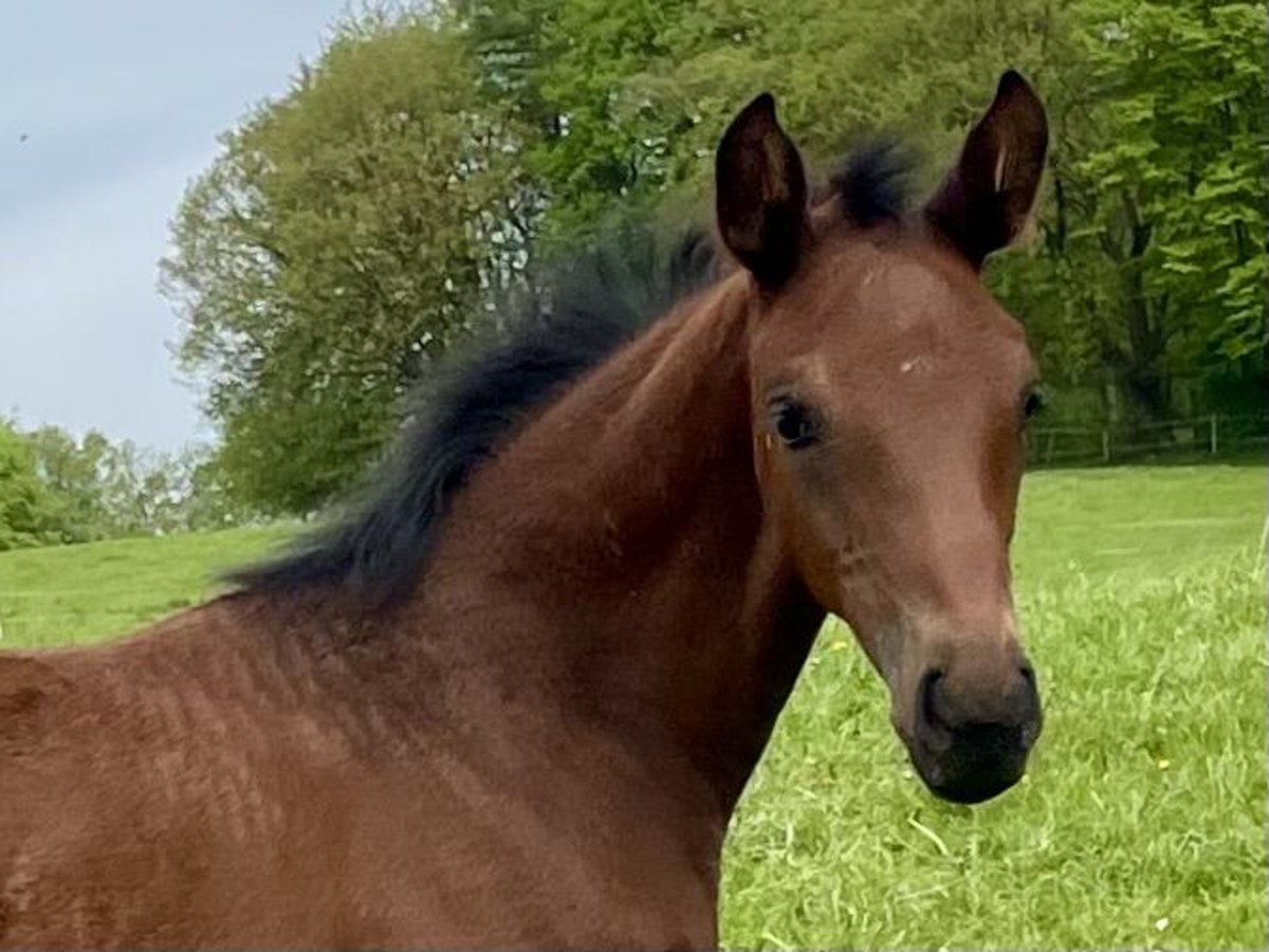 Westphalian Stallion Foal (03/2024) 16,3 hh Brown in Remscheid