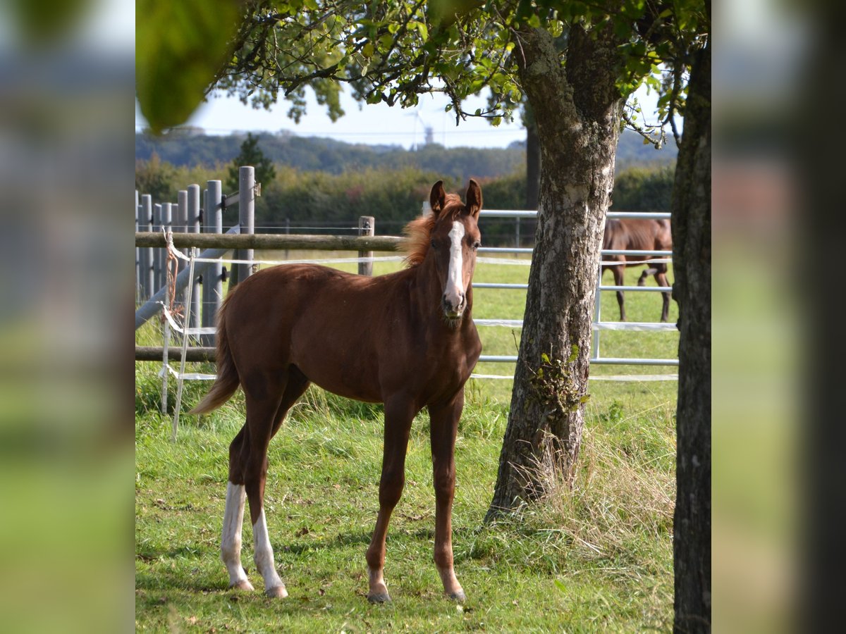 Westphalian Stallion  16,3 hh Chestnut in Billerbeck