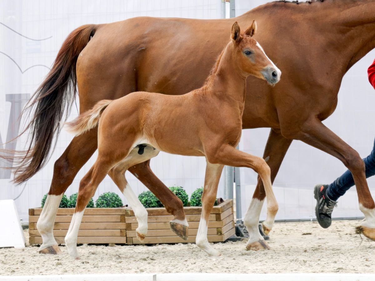 Westphalian Stallion Foal (06/2023) 16,3 hh Chestnut-Red in Unna