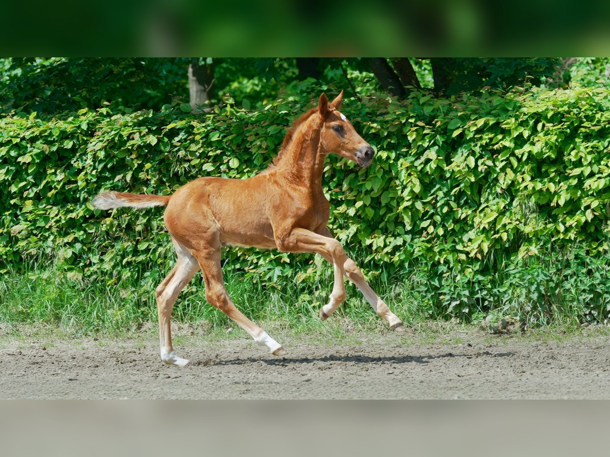 Westphalian Stallion Foal (03/2024) 16,3 hh Chestnut-Red in Mettmann
