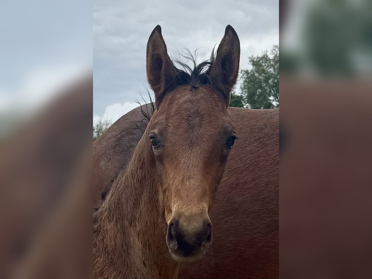 Westphalian Stallion  16,1 hh Brown in Warendorf