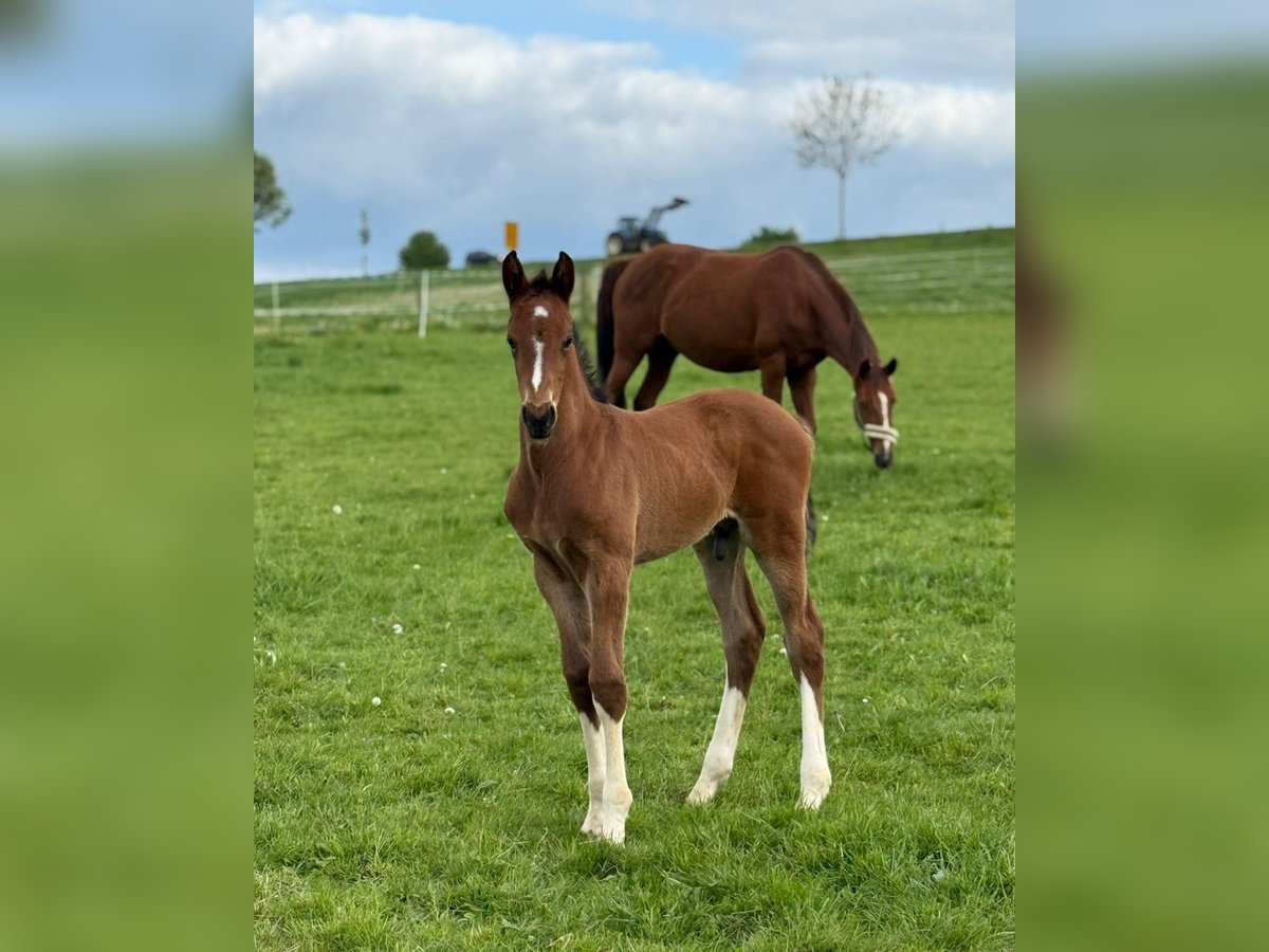 Westphalian Stallion  16,1 hh Brown in Beverungen
