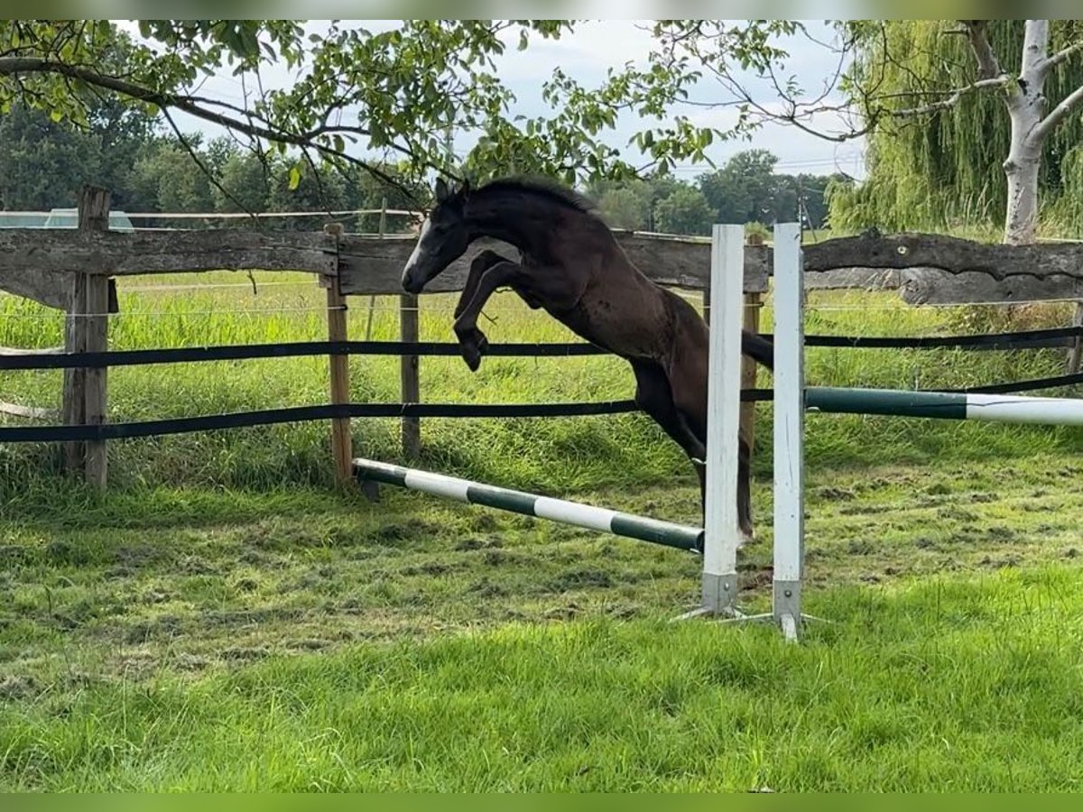 Westphalian Stallion Foal (05/2025) 16,1 hh Grey in Ennigerloh