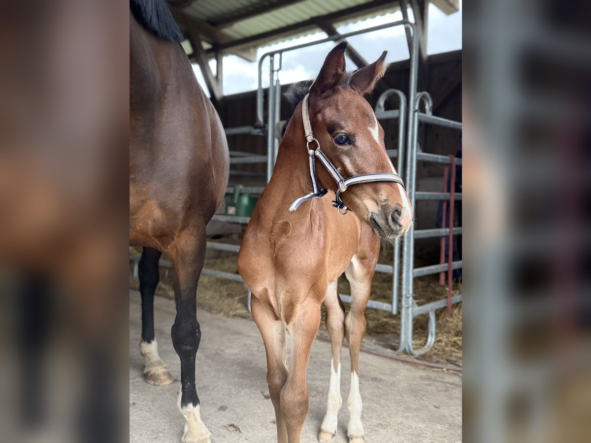 Westphalian Stallion  16,2 hh Bay-Dark in Beverungen