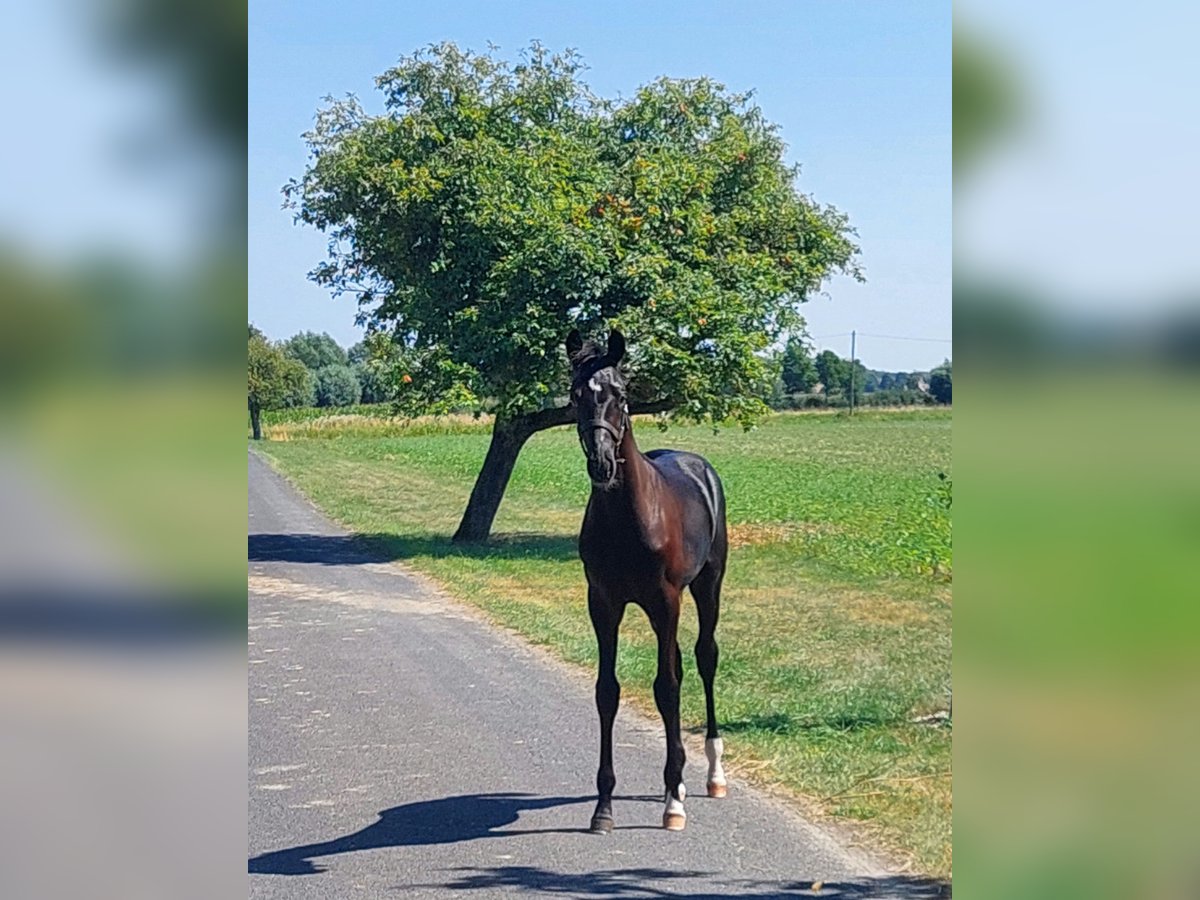 Westphalian Stallion Foal (04/2025) 16,2 hh Black in Warendorf