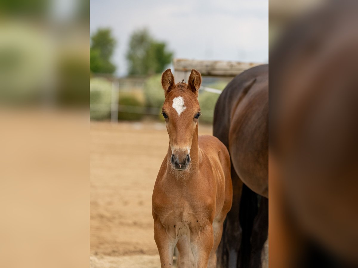 Westphalian Stallion Foal (06/2025) 16,2 hh Brown in Boppard