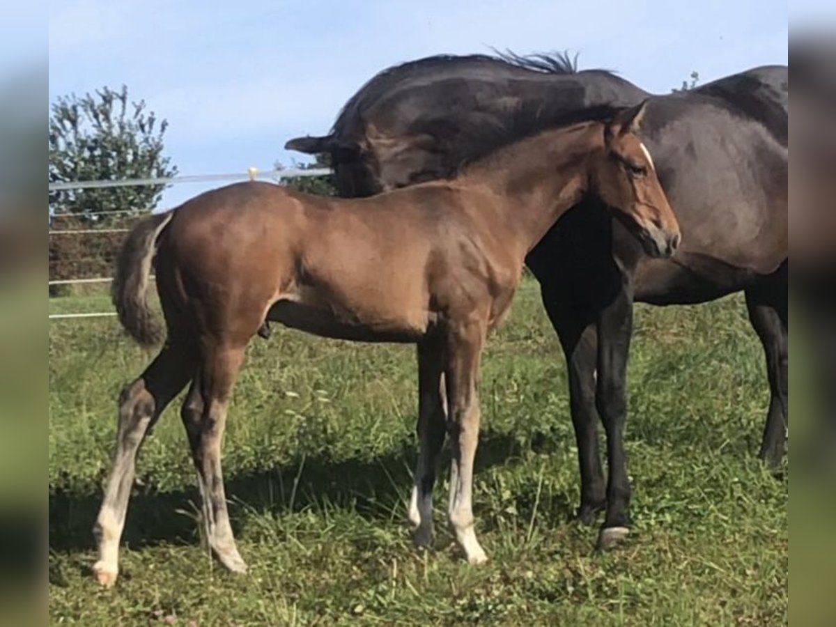 Westphalian Stallion Foal (06/2025) 16,2 hh Brown in Boppard Westphalian Stallion Foal (06/2025) 16,2 hh Brown in Boppard