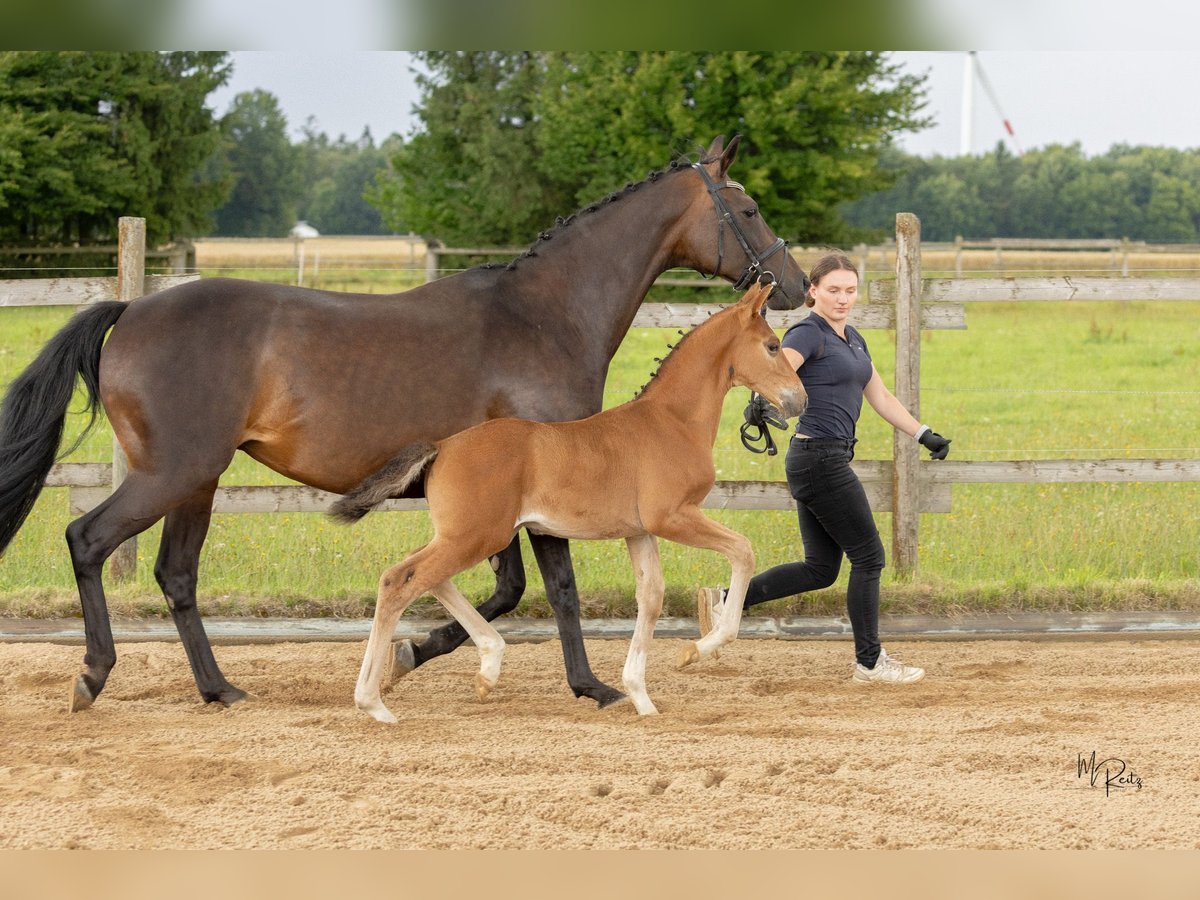 Westphalian Stallion Foal (06/2025) 16,2 hh Brown in Boppard