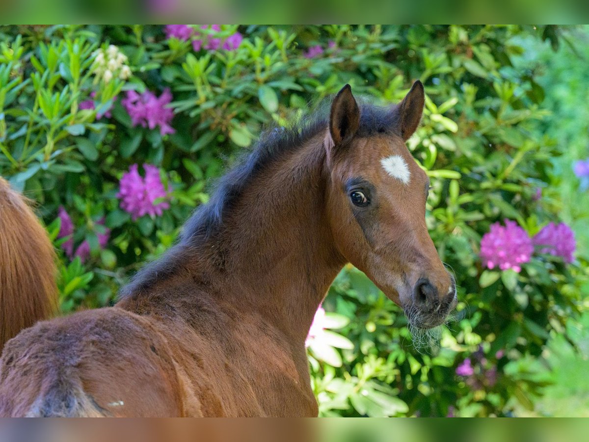 Westphalian Stallion  16,2 hh Brown in Cappeln (Oldenburg)
