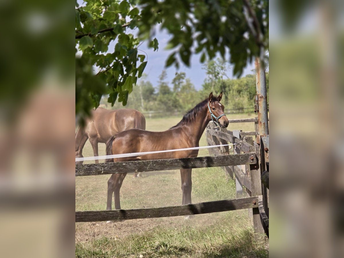 Westphalian Stallion Foal (04/2025) 16,2 hh Brown in D&#xFC;lmenD&#xFC;lmen