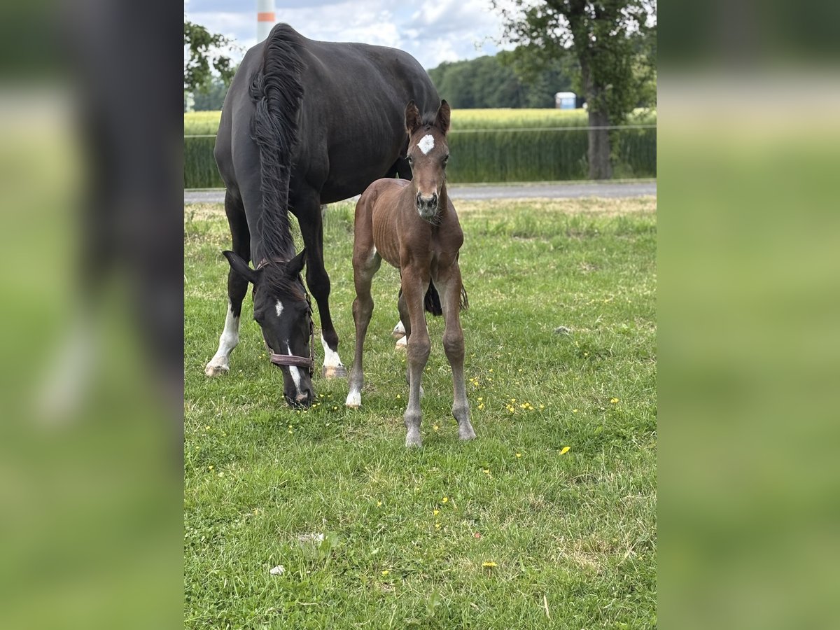 Westphalian Stallion  16,2 hh Brown in Warendorf