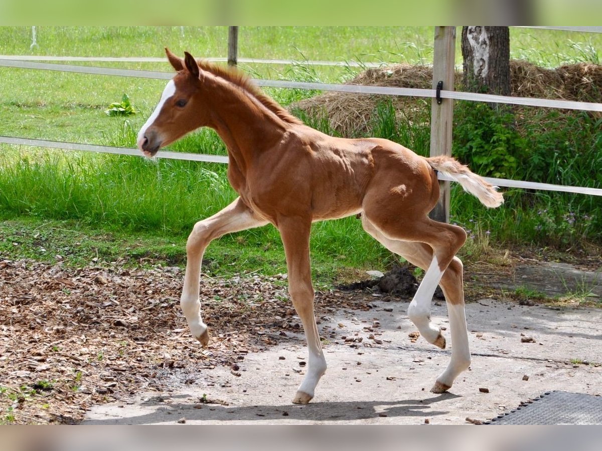 Westphalian Stallion  16,2 hh Chestnut-Red in Beverungen