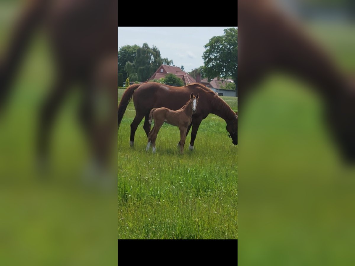 Westphalian Stallion  16,2 hh Chestnut-Red in Aurich